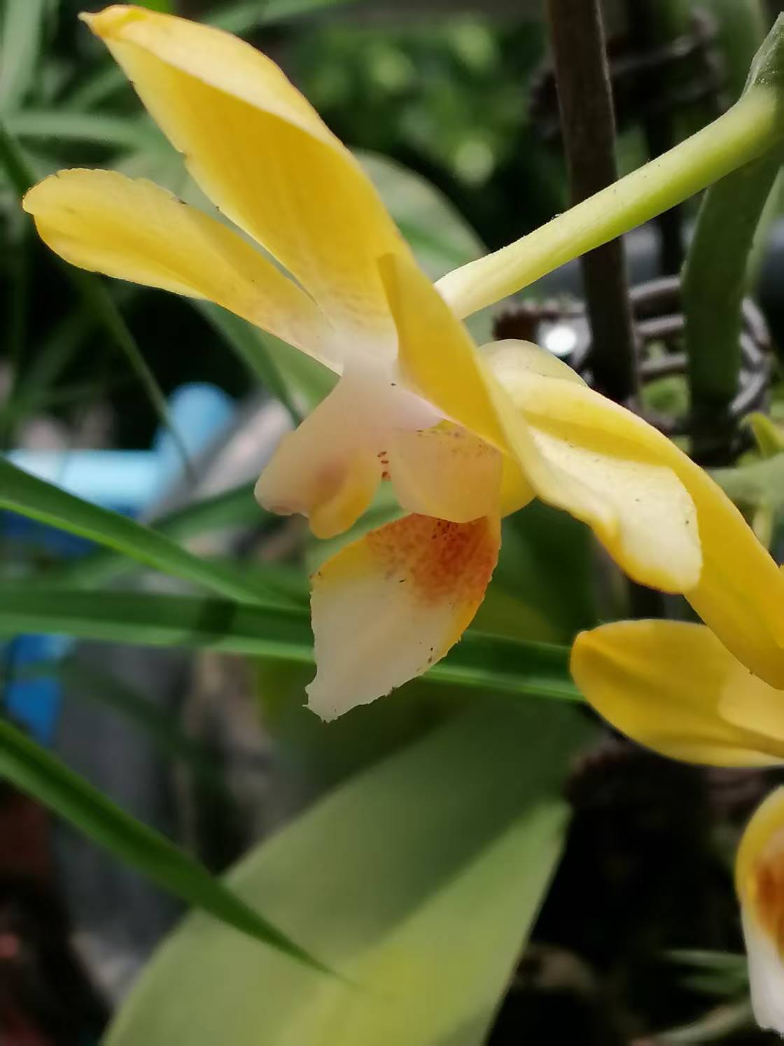 兰花花开.jpg