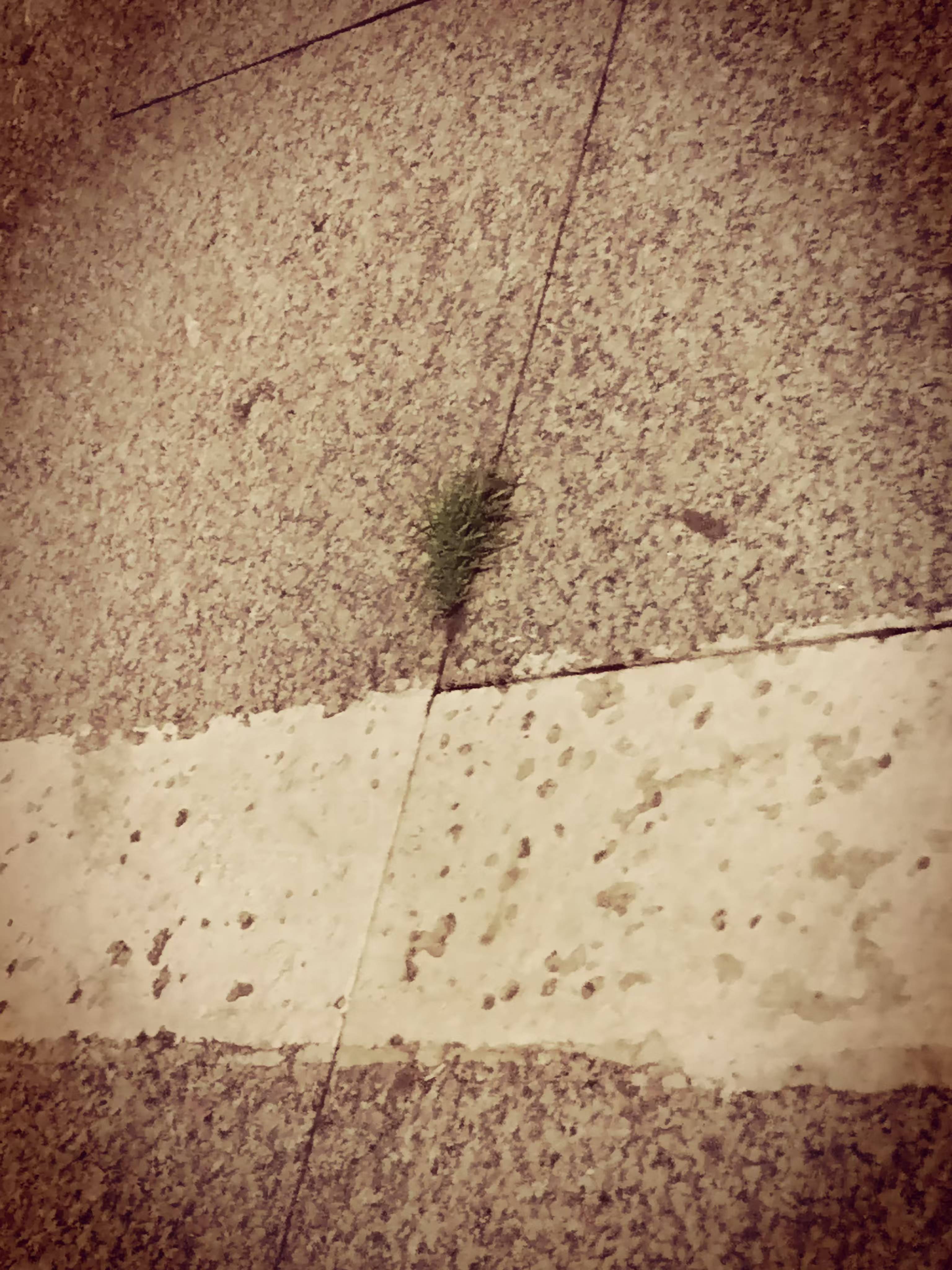 夹缝小草.jpg