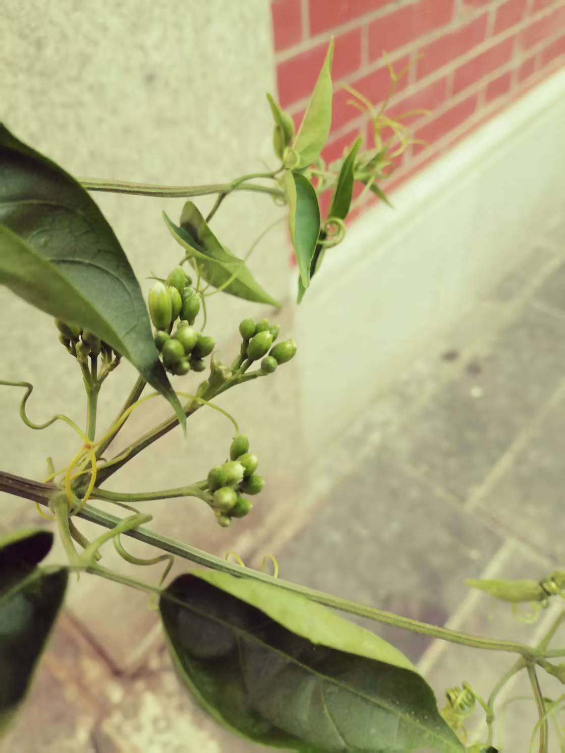 绿色植物含滤镜.jpg