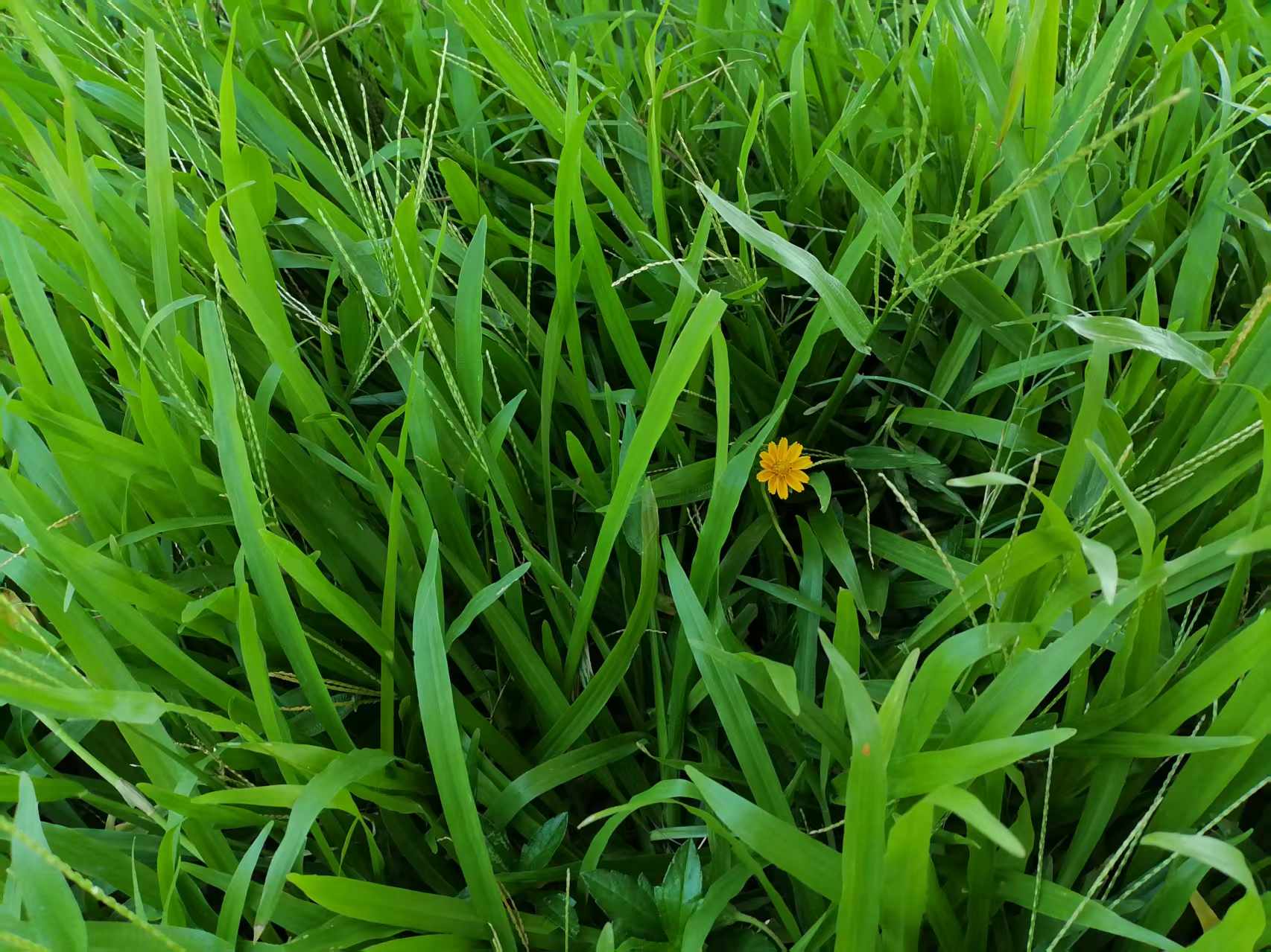 草中花.jpg