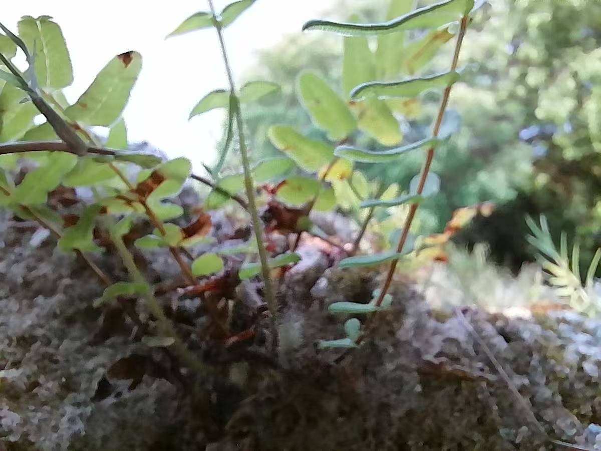 蕨类植物.jpg