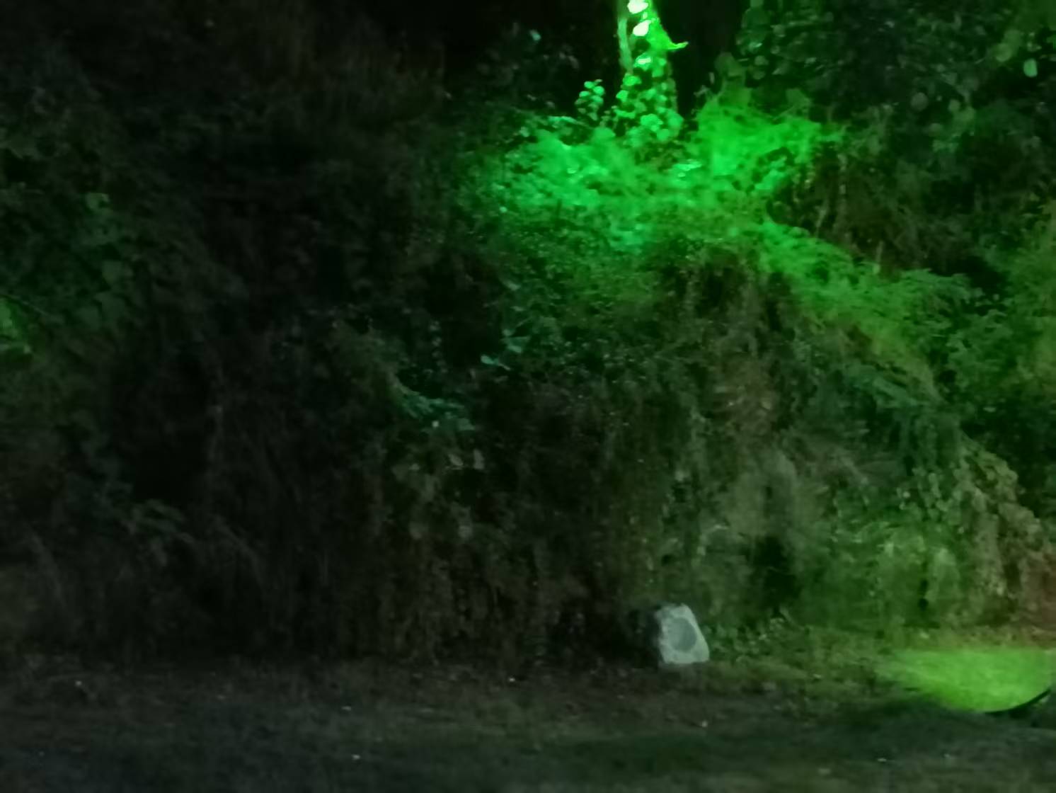 阴森植物2.jpg