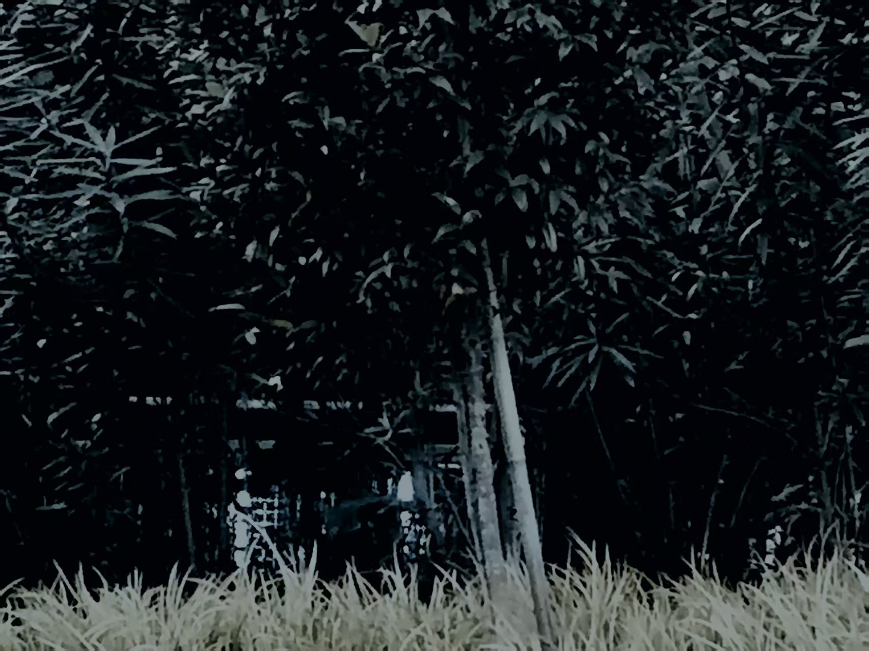 阴森草地.jpg